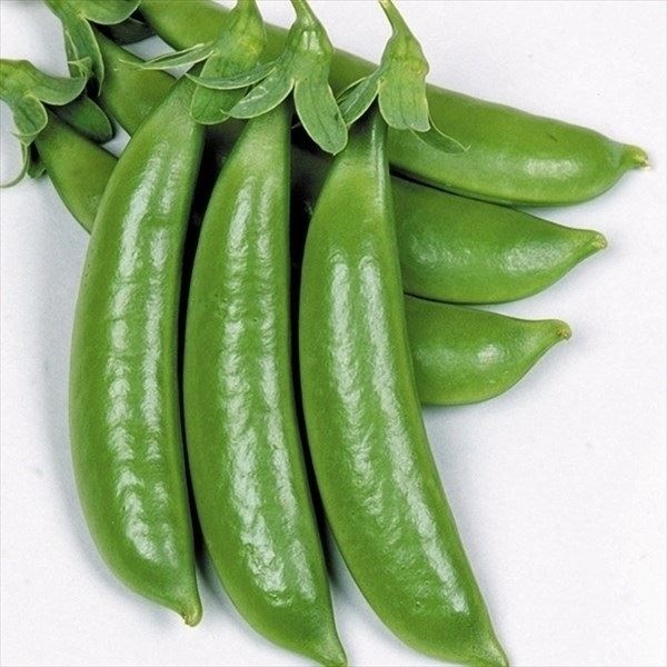 種 野菜たね マメ エンドウ ハッピースナップ 1袋（25ml）