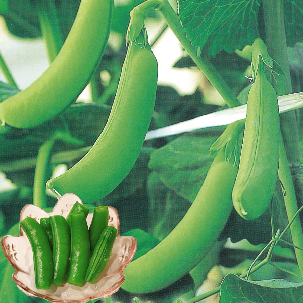 種 野菜たね マメ エンドウ ビューティーハニー 1袋（20ml）