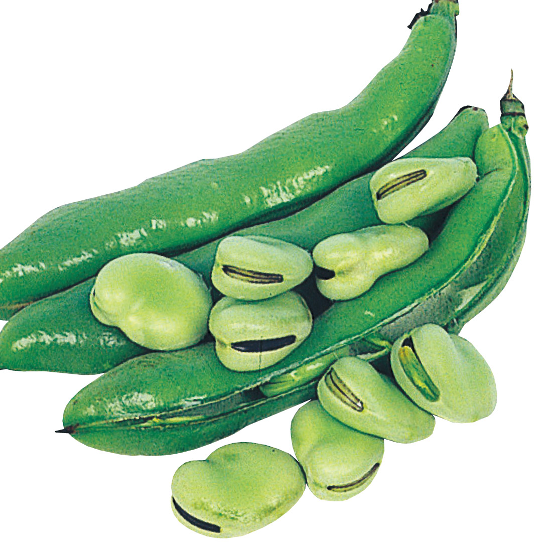 種 野菜たね マメ ソラマメ 一寸そら豆 1袋（25ml）