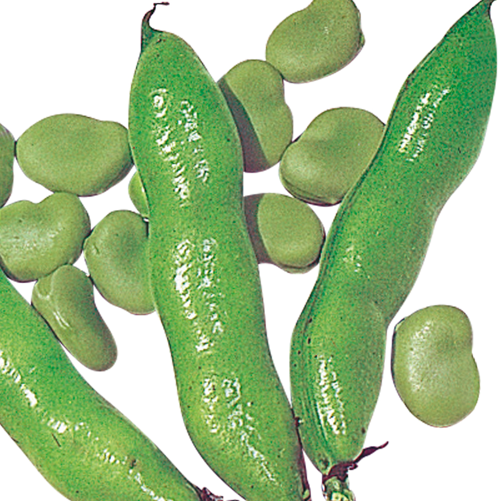 種 野菜たね マメ ソラマメ 河内一寸そら豆 1袋（25ml）