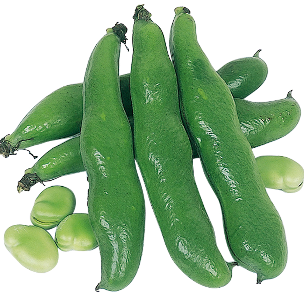 種 野菜たね マメ ソラマメ 早生そら豆 1袋（25ml）