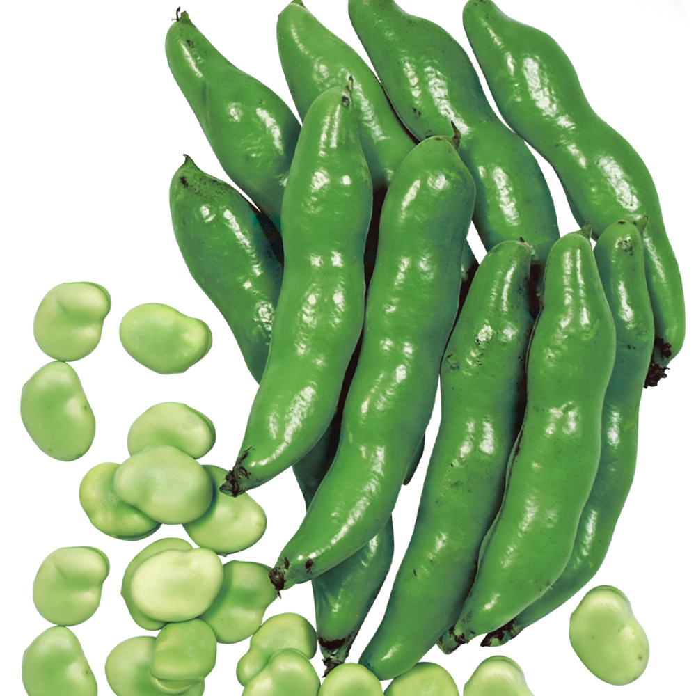種 野菜たね マメ ソラマメ 陵西一寸 1袋（25ml）