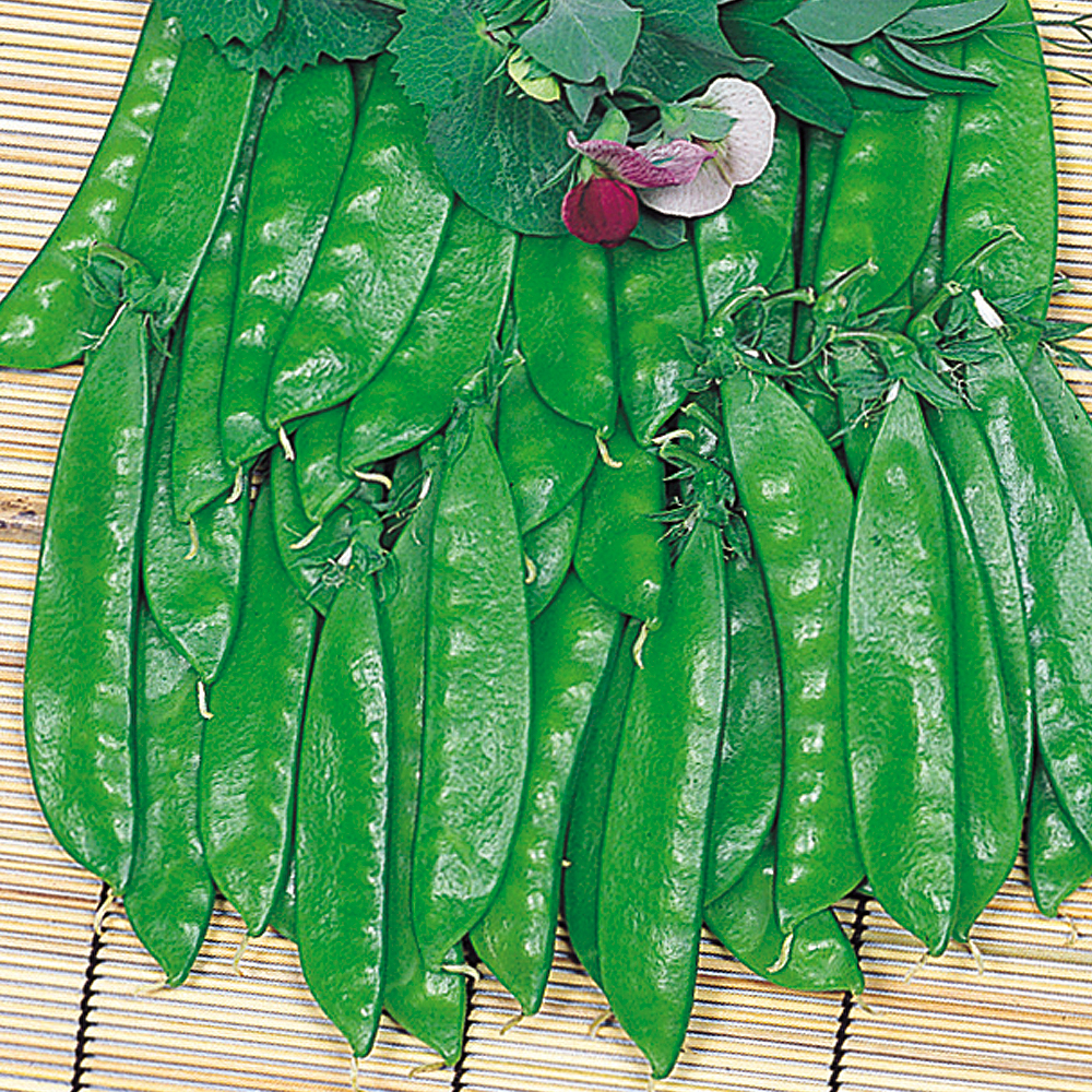 種 野菜たね マメ キヌサヤ 笹みどり絹莢 1袋（25ml）