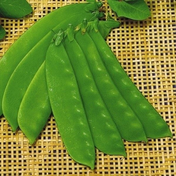 種 野菜たね マメ キヌサヤ オランダ大莢豌豆 1袋（20ml）