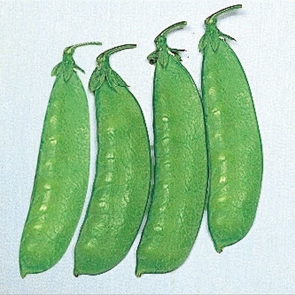 種 野菜たね マメ キヌサヤ 仏国大莢 1袋（20ml）