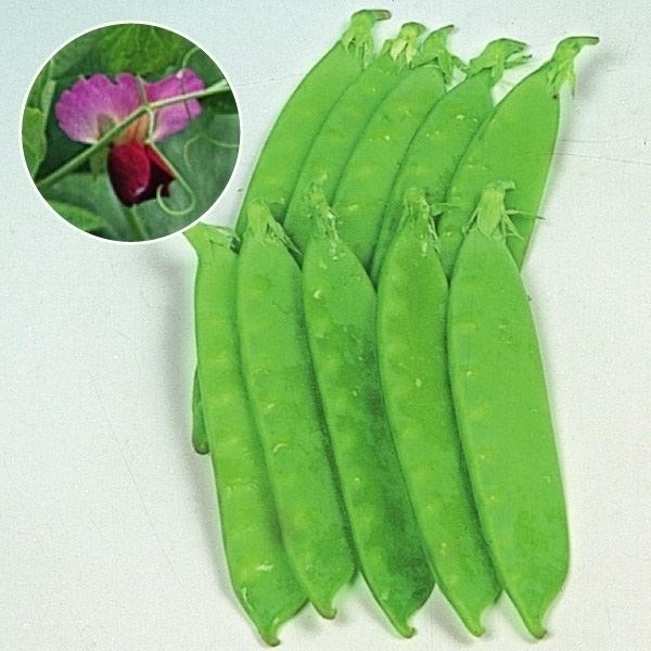 種 野菜たね マメ キヌサヤ 赤花絹さや豌豆 1袋（25ml）