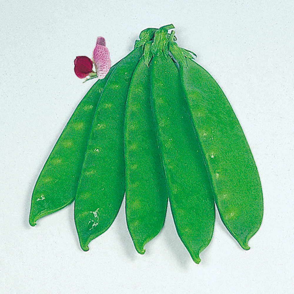 種 野菜たね マメ キヌサヤ つるなし赤花絹莢 1袋（25ml）