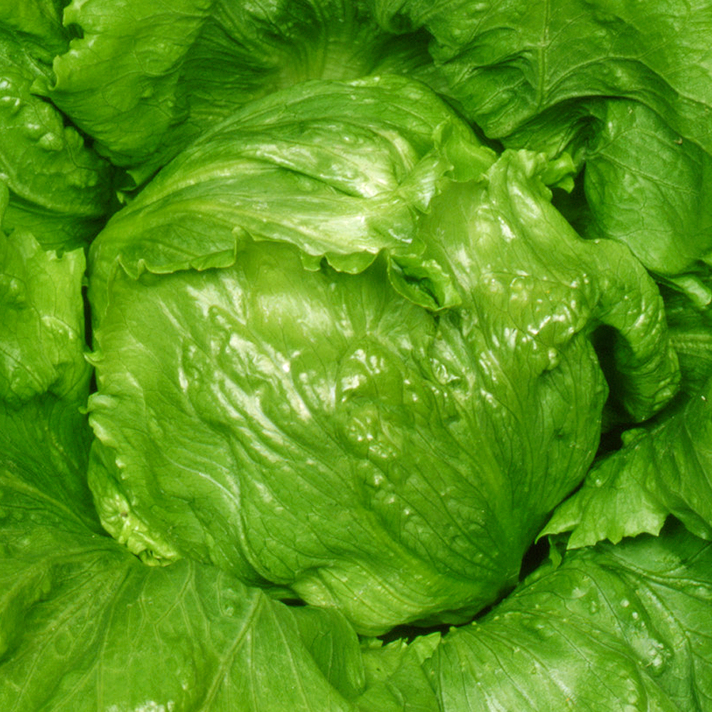 種 野菜たね レタス うま玉レタス 1袋（3ml）