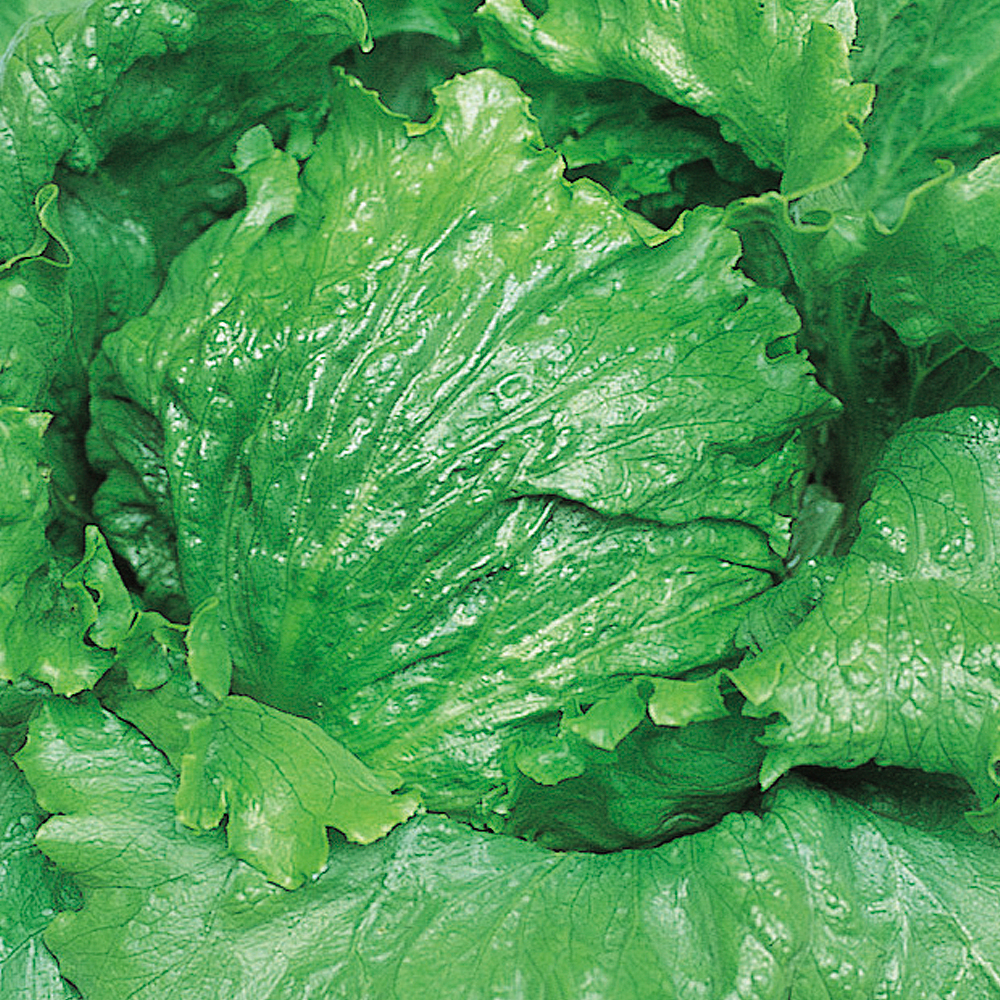 種 野菜たね レタス デンバー 1袋（1ml）