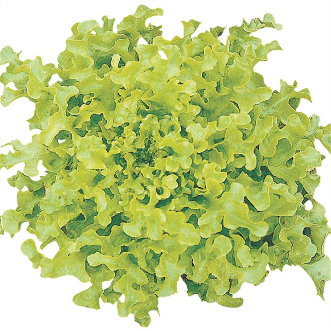 種 野菜たね レタス サラダボール 1袋（2ml）