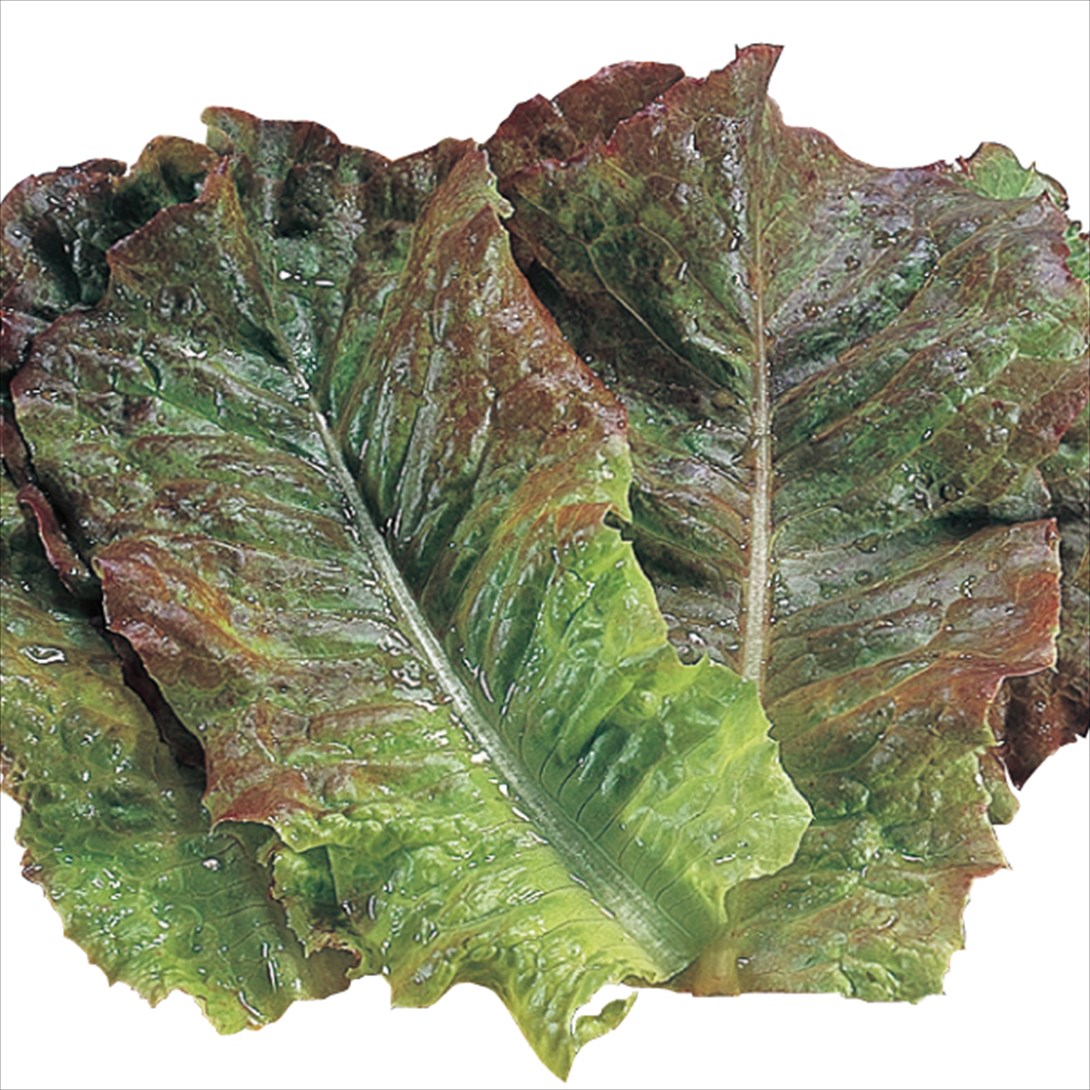種 野菜たね レタス 赤焼肉レタス 1袋（3ml）