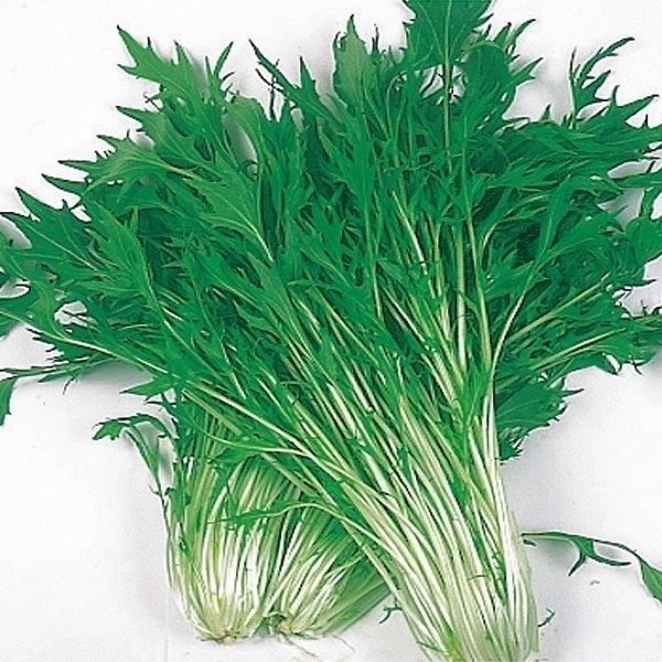 種 野菜たね 水菜 早生千筋京水菜