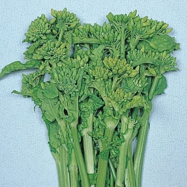 種 野菜たね 菜類 F1耐病はなな