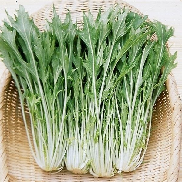 種 野菜たね 水菜 晩生千筋京水菜