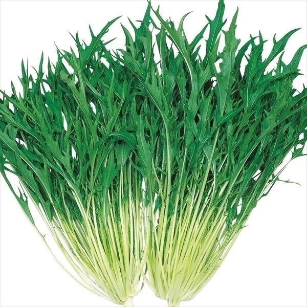 種 野菜たね 水菜 F1早生シャキ水菜