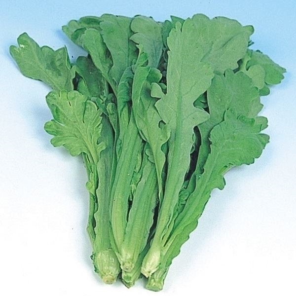 種 野菜たね 春菊 大葉春菊