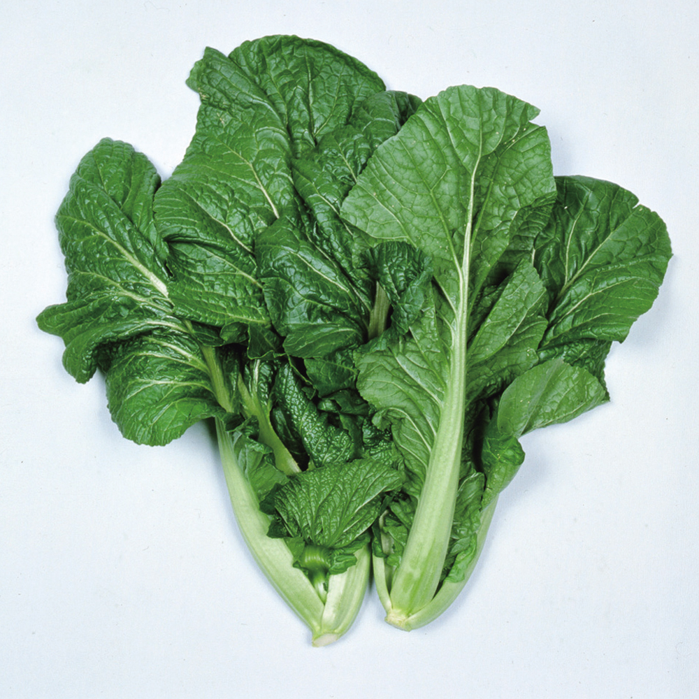 種 野菜たね 菜類 柳川青高菜