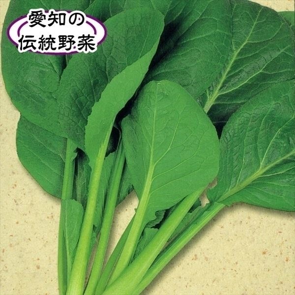 種 野菜たね 菜類 小松菜 正月菜