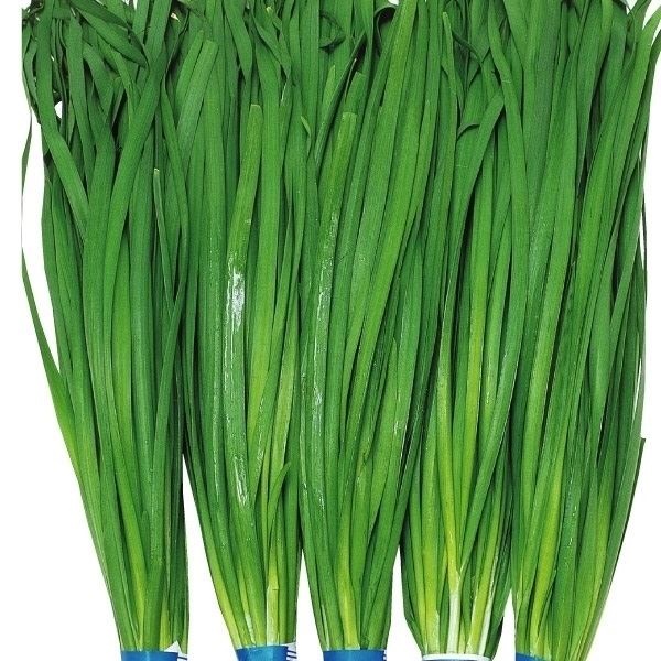種 野菜たね ニラ キングベルトにら