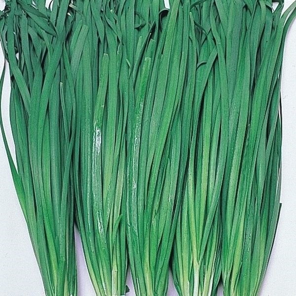 種 野菜たね ニラ 大葉にら