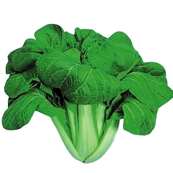 種 野菜たね 菜類 大阪しろな