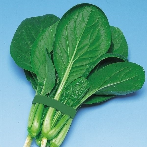 種 野菜たね 小松菜 F1早生黒葉小松菜 1袋（4ml）
