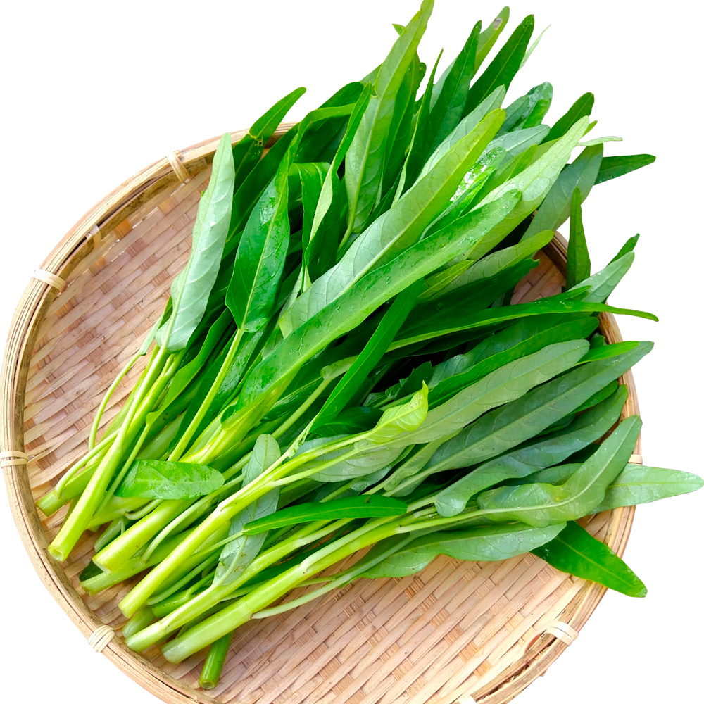 種 野菜たね 中国野菜 エンサイ （空芯菜R） 1袋（10ml）
