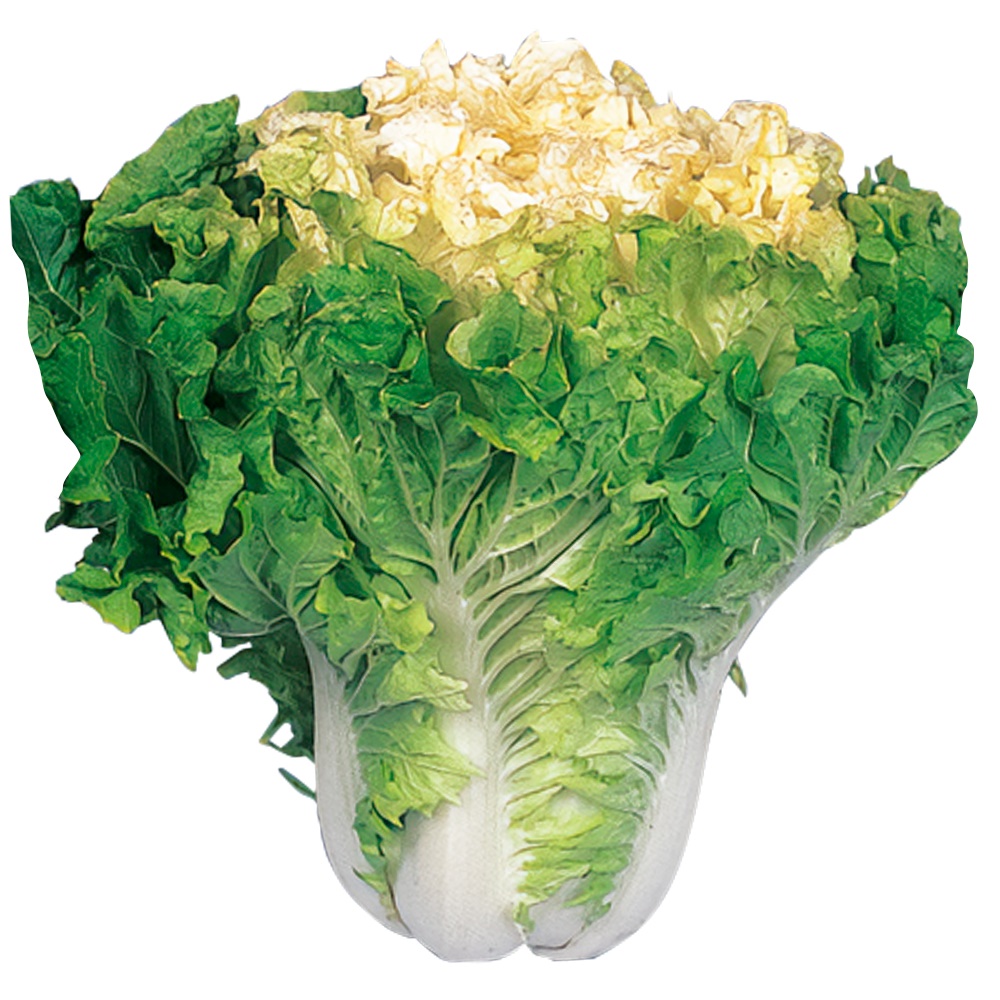 種 野菜たね 中国野菜 ハクサイ 花心白菜 1袋（5ml）