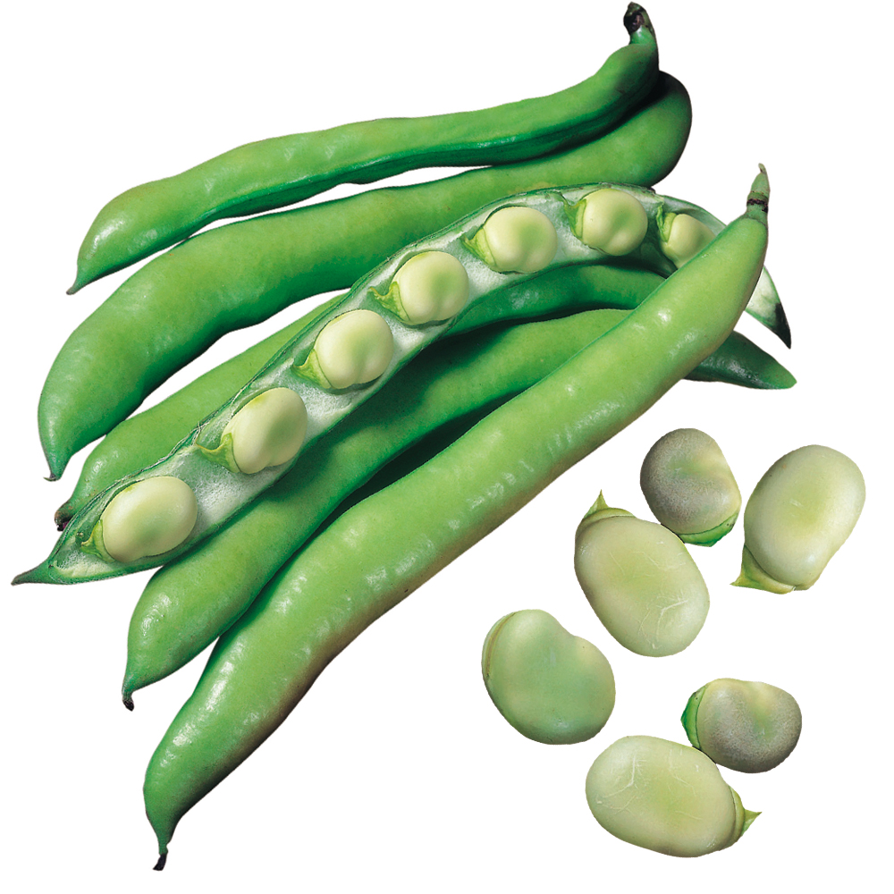 種 野菜たね 西洋野菜 ソラマメ イタリアンファーべ 1袋（25ml）