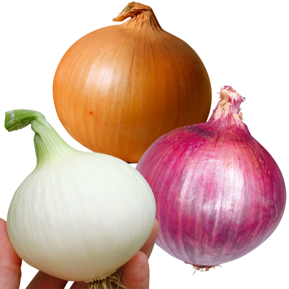 種 野菜たね タマネギ 玉ねぎ種 超得3種セット 3種3袋