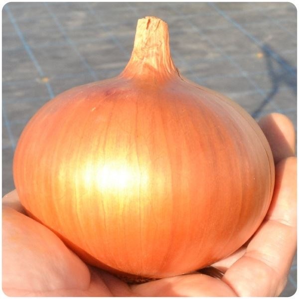 種 野菜たね タマネギ （中晩生）つりたま王 1袋（5ml）
