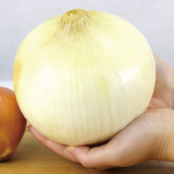 種 野菜たね タマネギ （中晩生）F1メガオニオン