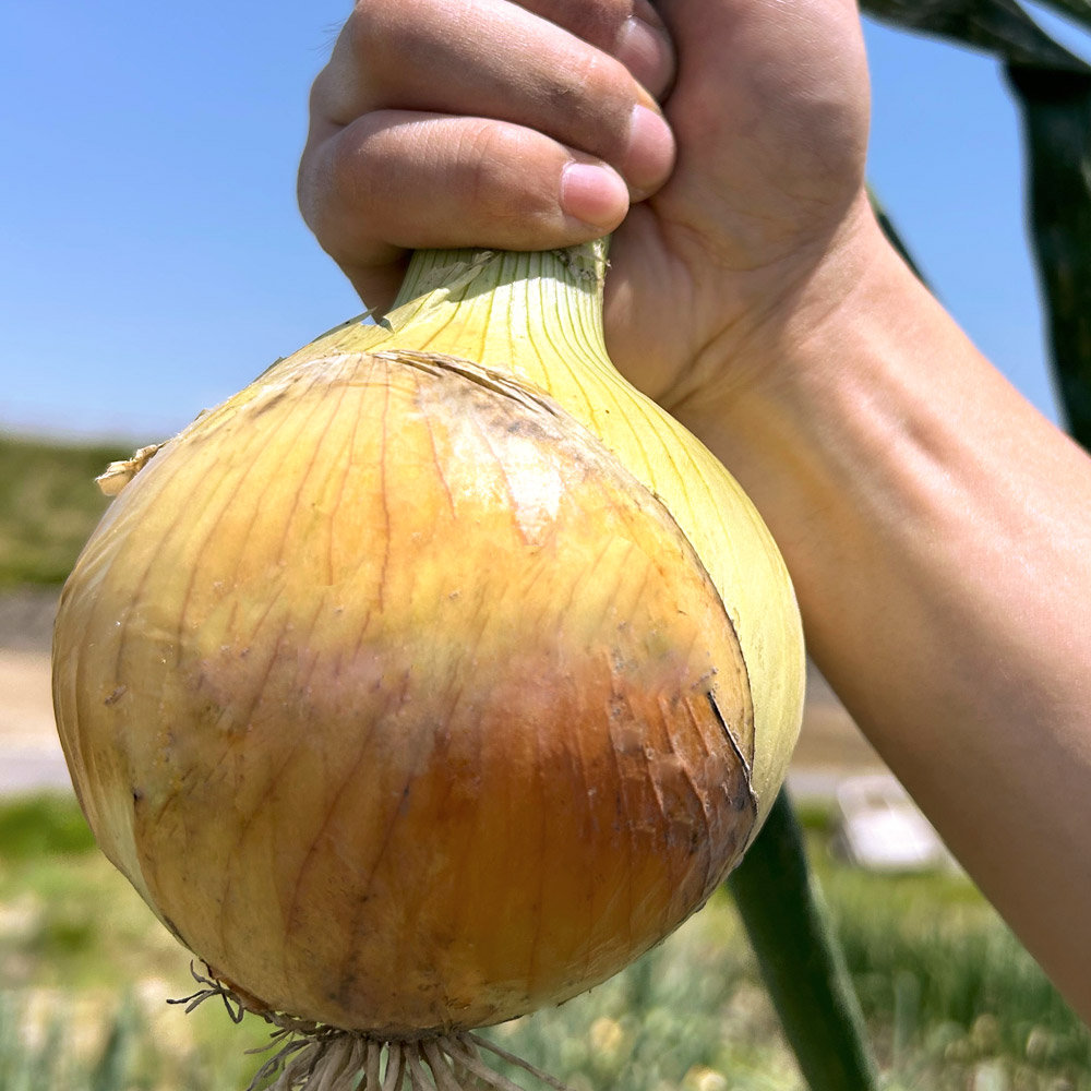 種 野菜たね タマネギ （中晩生）F1泉州の力 1袋（4ml）