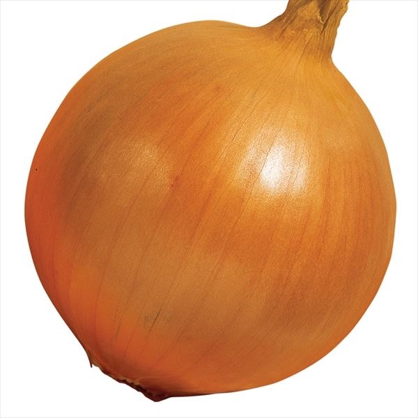 種 野菜たね タマネギ （超極早生）甘早果 （あすか） 1袋（5ml）