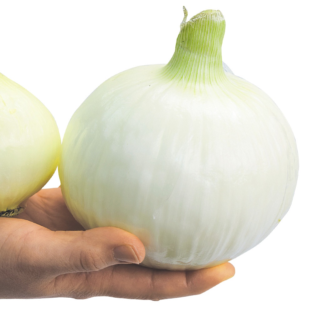 種 野菜たね タマネギ （極早生）早生太り玉葱 1袋（4ml）