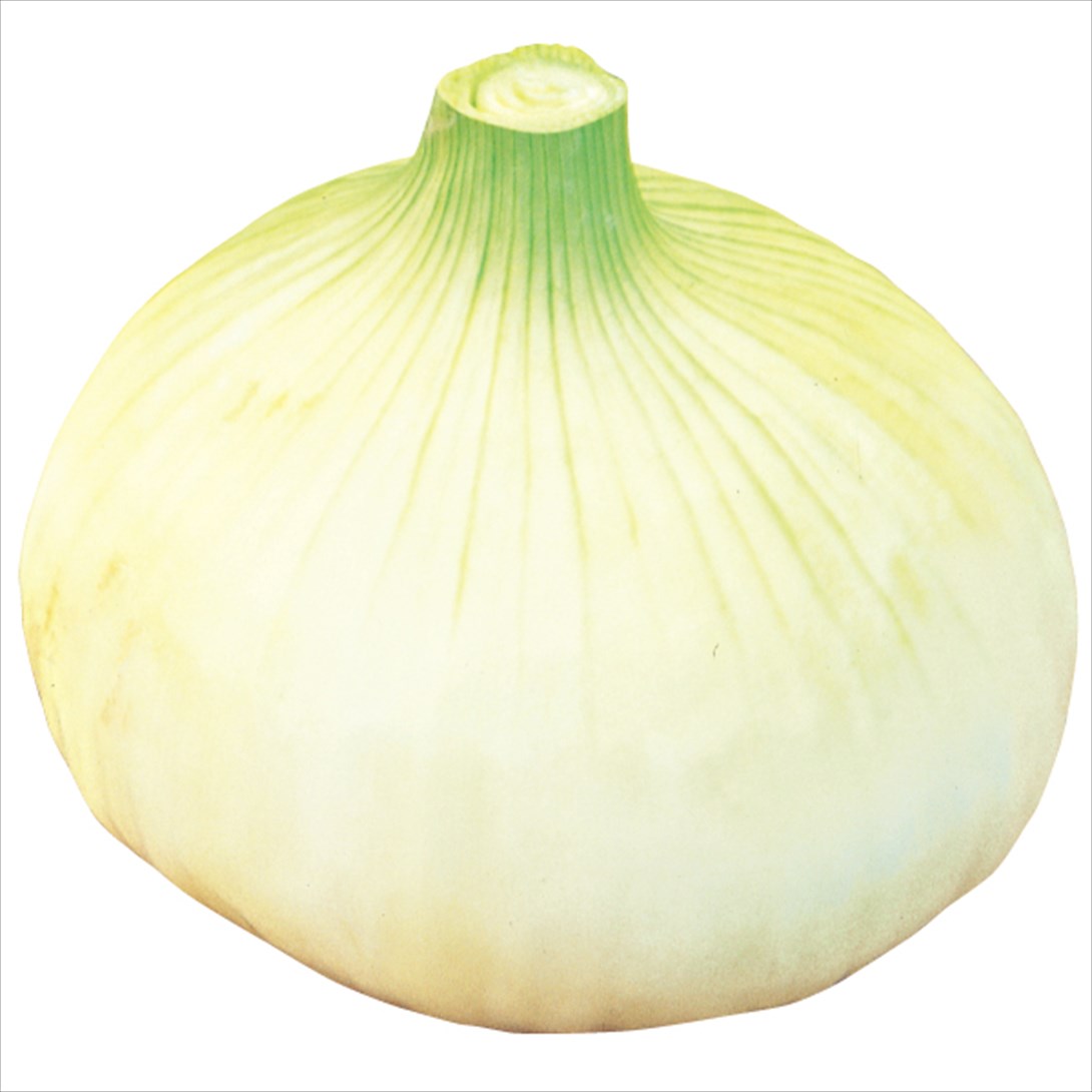 種 野菜たね タマネギ （極早生）F1サラダ玉葱 1袋（3ml）