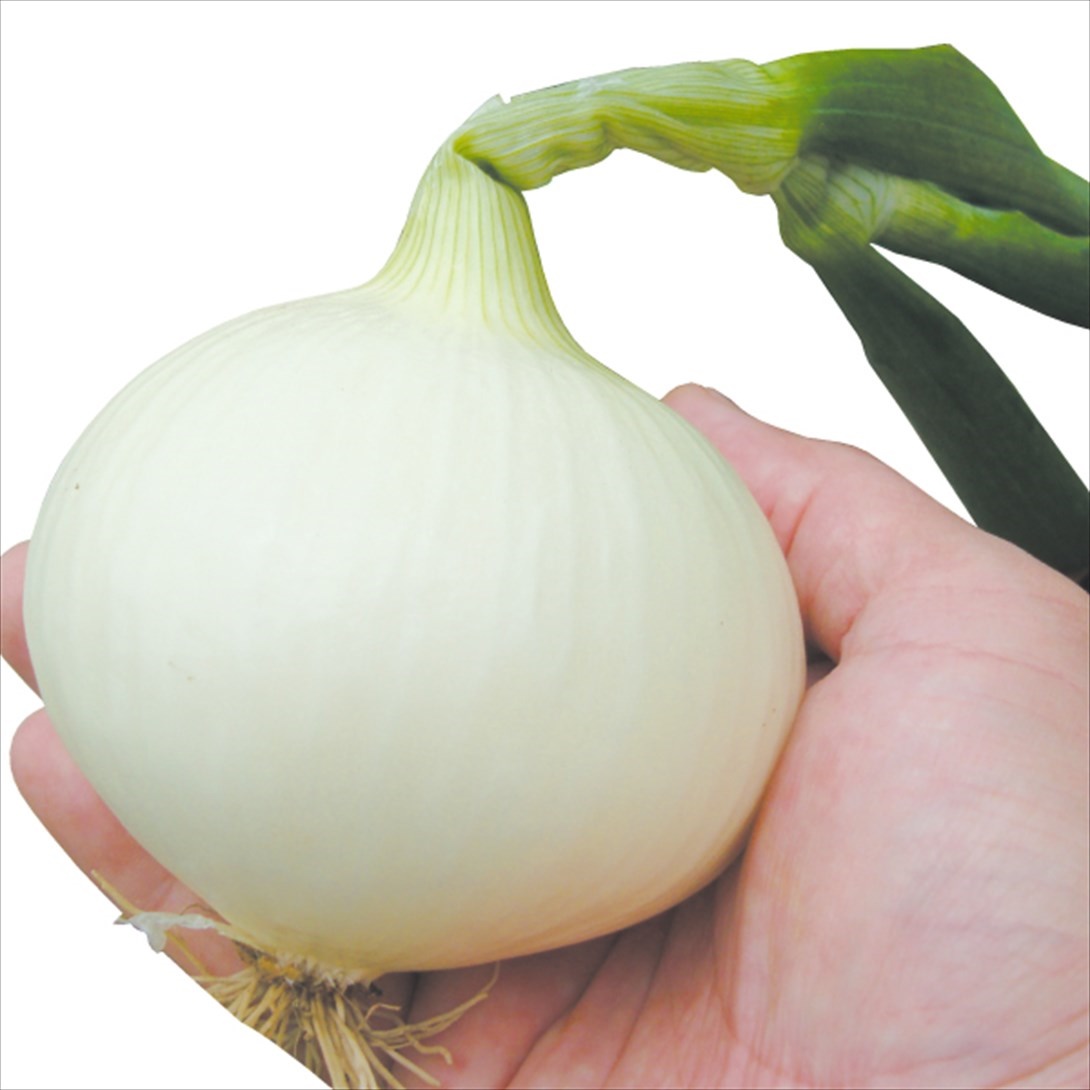 種 野菜たね タマネギ （超極早生）はや玉グルメ 1袋（3ml）