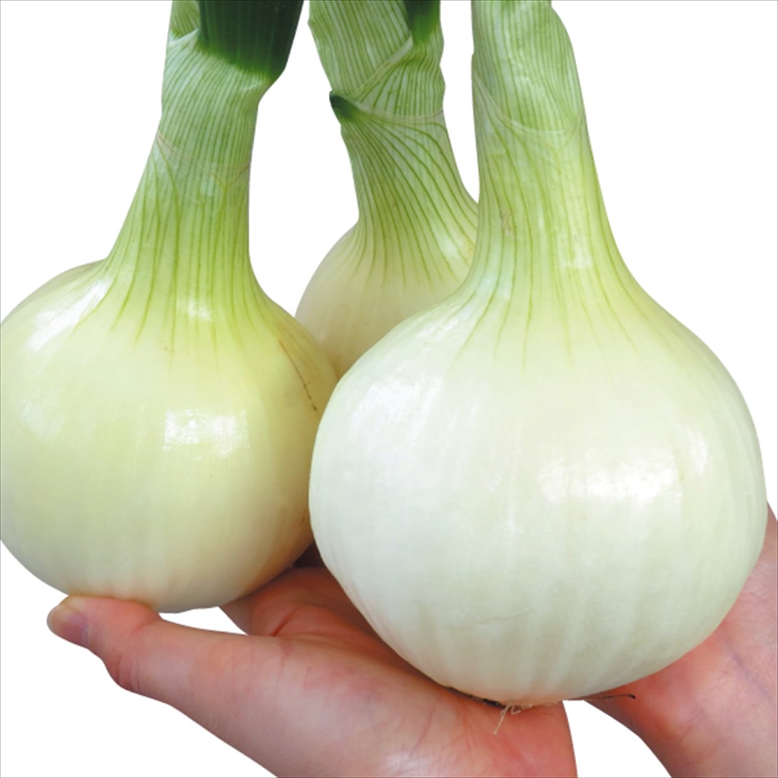 種 野菜たね タマネギ （超極早生）スプリングオニオン 1袋（4ml）