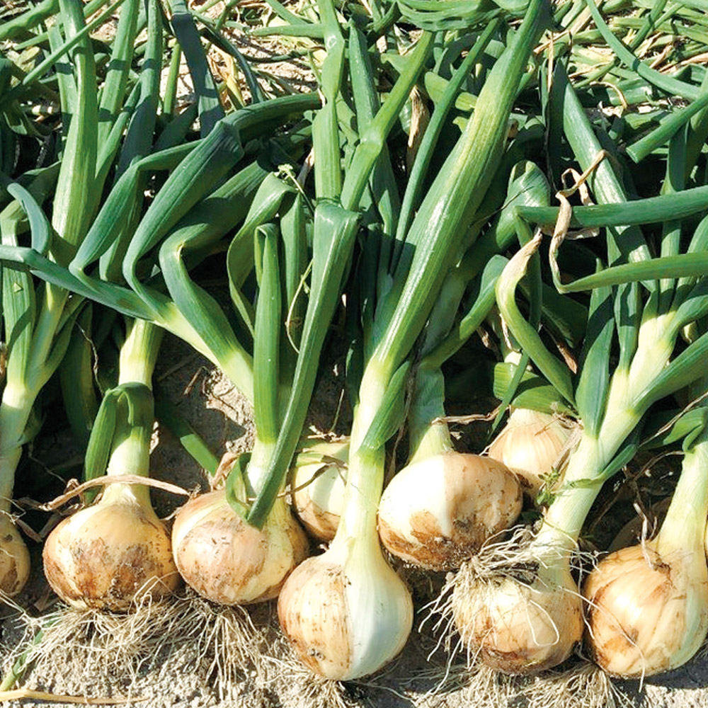 種 野菜たね タマネギ （超極早生）やわらか葉玉ねぎ 1袋（3ml）