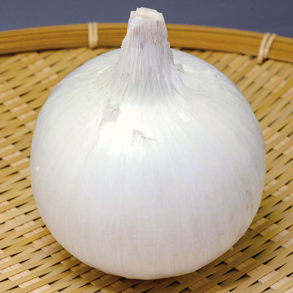 種 野菜たね タマネギ （早生）F1しら玉パール 1袋（2ml）