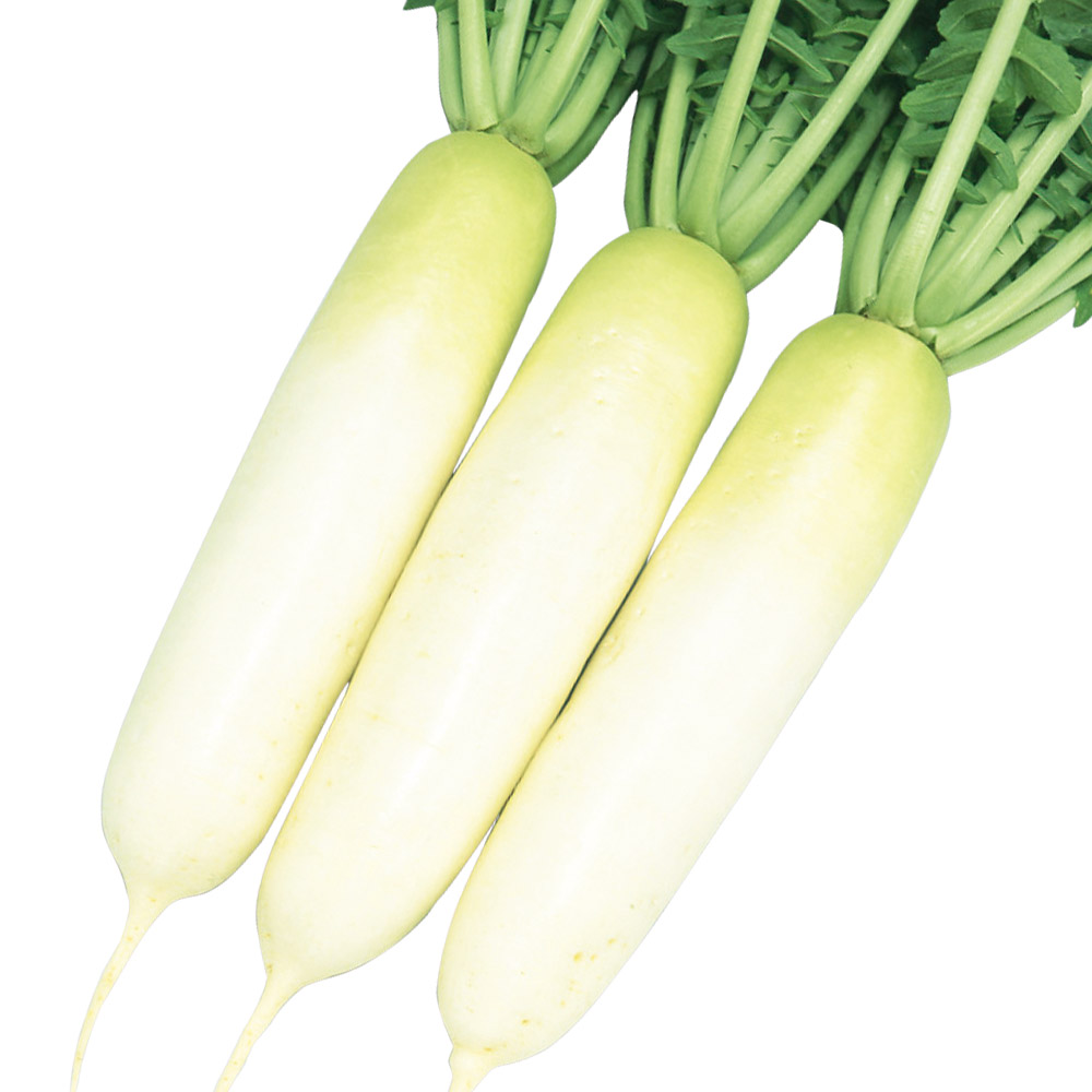 種 野菜たね ダイコン F1早まき早どりおでん大根 1袋（5ml）