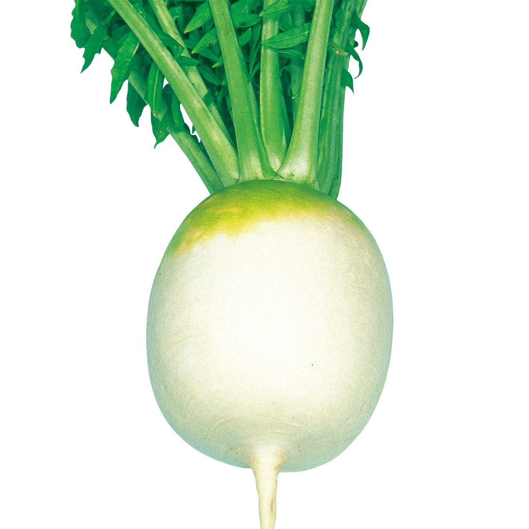 種 野菜たね ダイコン F1満月聖護院 1袋（7ml）