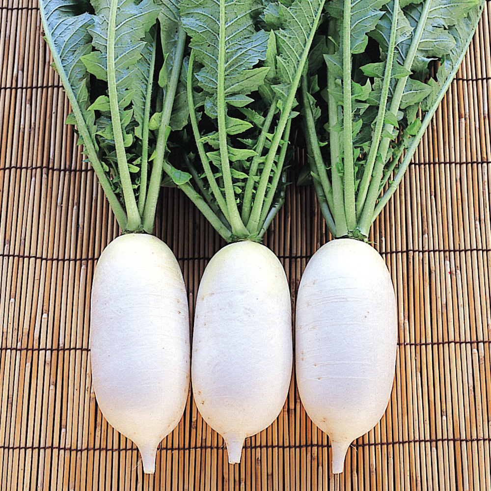 種 野菜たね ミニダイコン F1チビから