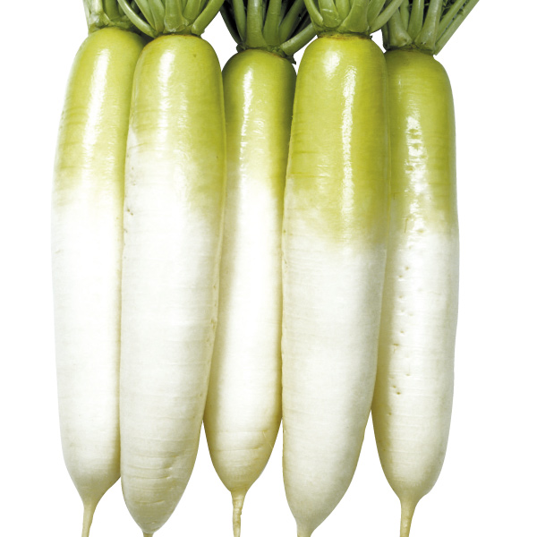 種 野菜たね ダイコン F1耐病総太り（R） 1袋（8ml）