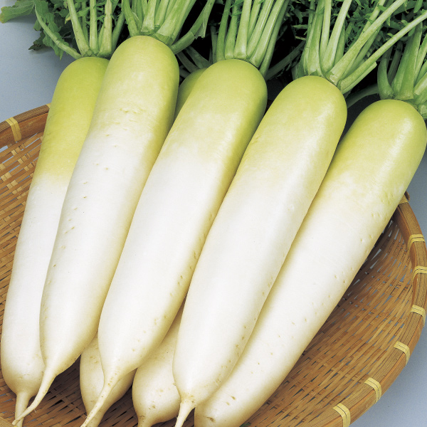 種 野菜たね ダイコン F1冬自慢 1袋（10ml）