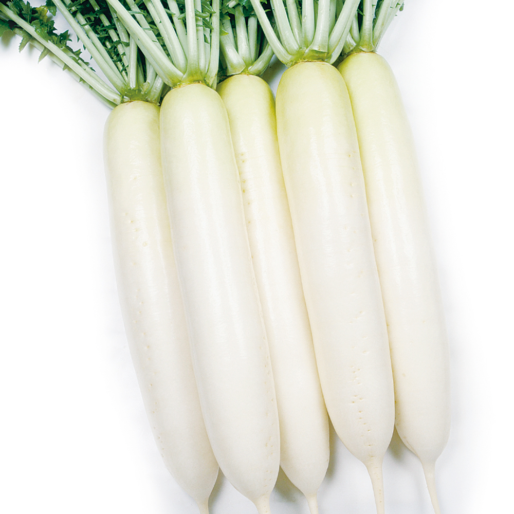 種 野菜たね ダイコン F1YRくらま 1袋（4.5ml）