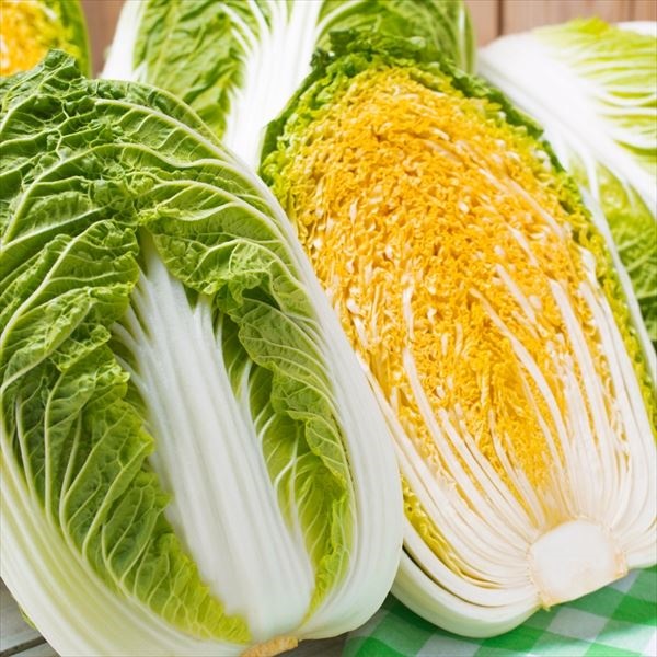 種 野菜たね ハクサイ F1オレンジクイン 1袋（コート種子 95粒）