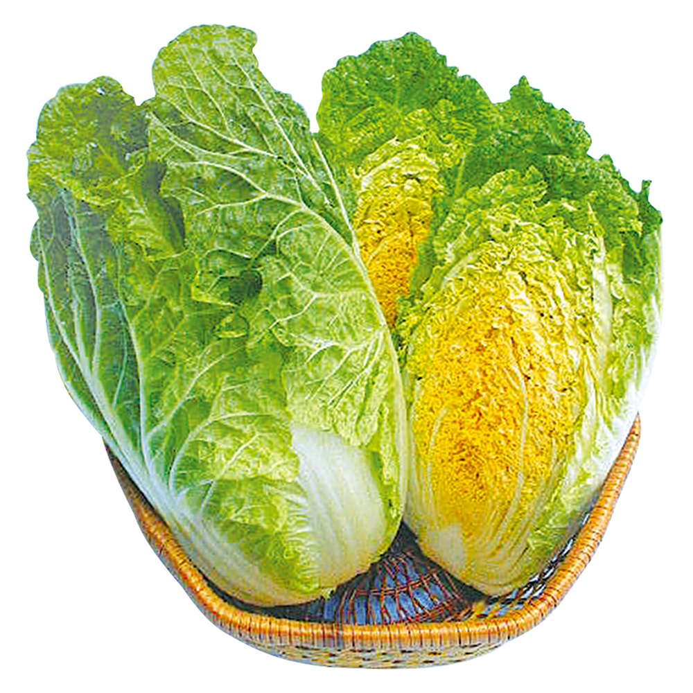種 野菜たね ミニハクサイ F1オレンジミニ白菜 1袋（1.5ml）