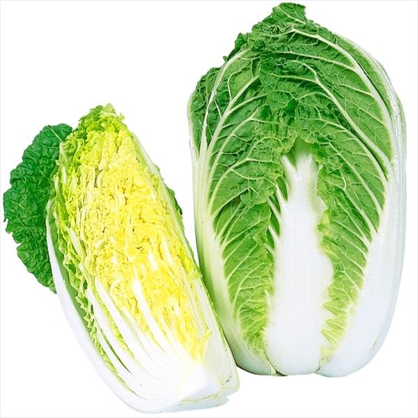 種 野菜たね ミニハクサイ F1改良食べ切り大臣 1袋（3ml）