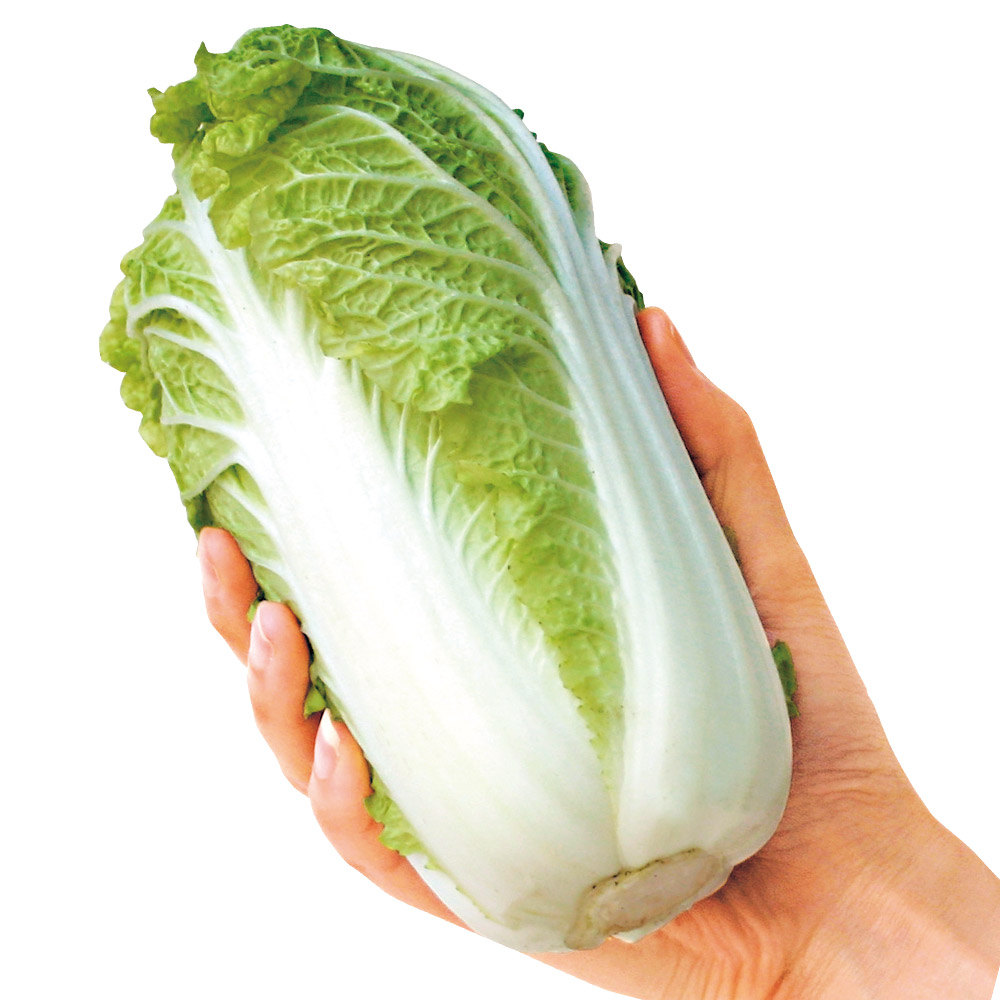種 野菜たね ミニハクサイ F1娃々菜（わわさい） 1袋（コート種子 100粒）